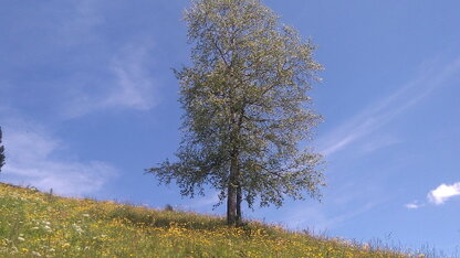 Lush meadows at almost 2000 m above sea level Lush meadows at almost 2000 m above sea level